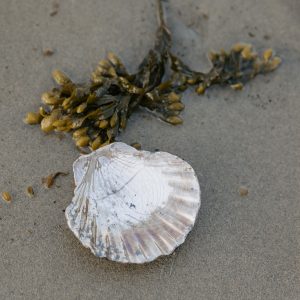 Raku Scallop Shell